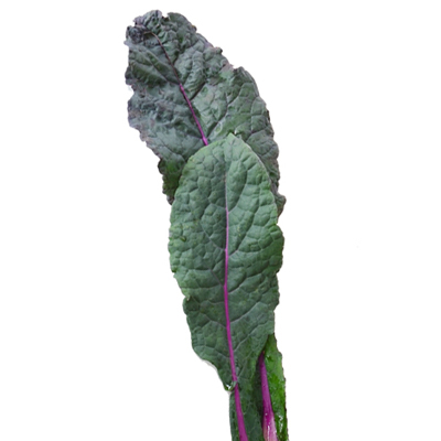 CAVOLO RICCIO ROSSO NR 1 BUSTA EURO 1