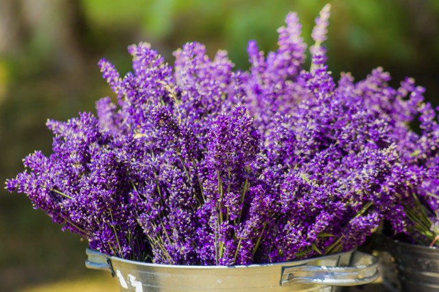 LAVANDA OFFICINALIS NR.200 SEMI