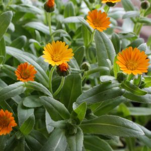 CALENDULA SOLE DI INVERNO NR.120 SEMI