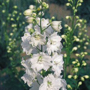 DELPHINIUM GIGANTE PACIFIC BIANCO NR.1000