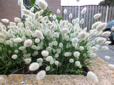 LAGURUS OVATUS