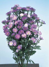 ASTER SERENADE BLU E BIANCO NR.5000