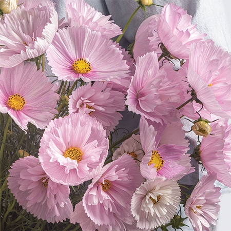 COSMEA CUPCAKES ROSA NR.25 SEMI