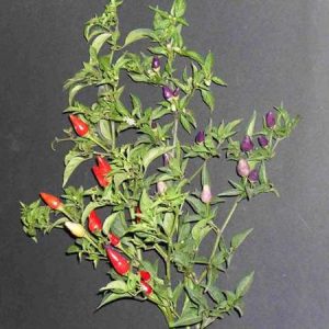 PEPERONCINO SHANGAY NR.50 SEMI