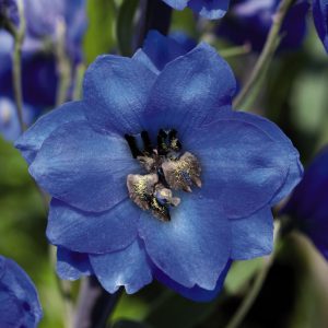 DELPHINIUM GIGANTE PACIFIC BLU OCCHIATO NERO NR.1000