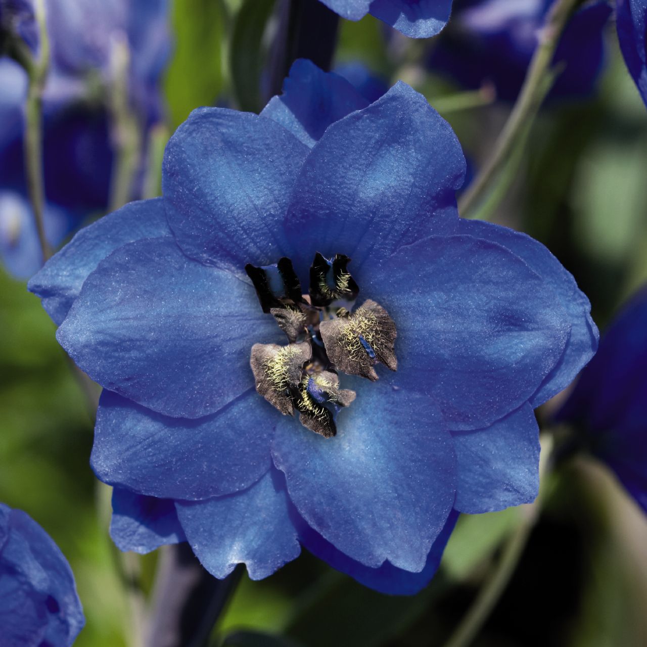 DELPHINIUM GIGANTE PACIFIC BLU OCCHIATO NERO NR.1000