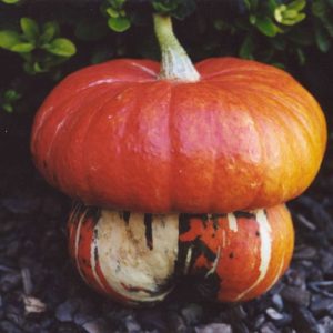 ZUCCA TURBANTE TURCO NR.5 SEMI