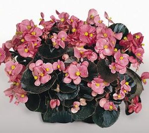 BEGONIA COCKTAIL GIN NR.1000 SEMI PELLET