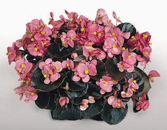 BEGONIA COCKTAIL GIN NR.1000 SEMI PELLET