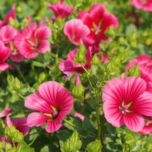 MALOPE VULCANO NR.50 SEMI