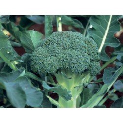 CAVOLO BROCCOLO GREEN BELT F.1 HYBRD. 10.000 SEMI