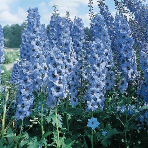 DELPHINIUM PACIFIC BLU CHIARO CON OCCHIO NERO NR.1000