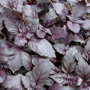 BASILICO ROSSO DARK OPAL NR.1000 SEMI