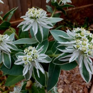 EUPHORBIA VARIEGATA NEVE SULLA MONTAGNA NR.50 SEMI