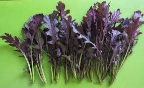 MIZUNA ( BRASSICA RAPA SSP. NIPPONICA) RED KG 1