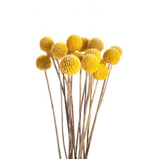 CRASPEDIA GLOBOSA GIALLO 1000 Semi