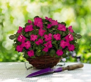 IMPATIENS LOLLIPOP ROSA CARMINIO NR.1000 SEMI