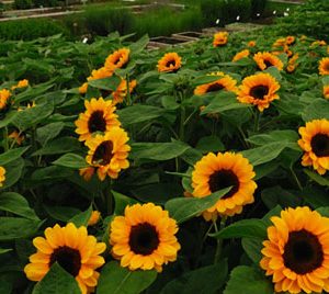 A-GIRASOLE VINCENT CHOICE NR.10.000 SEMI