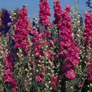 DELPHINIUM SUPREMO ROSSO CARMINIO GR.25