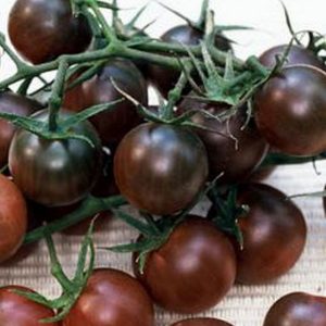POMODORO CHERRY BLACK NR.15 SEMI