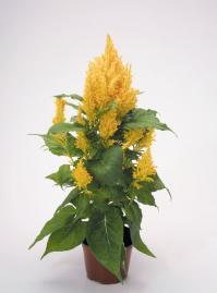 CELOSIA PLUMOSA FRESH GOLD NR.1000 SEMI