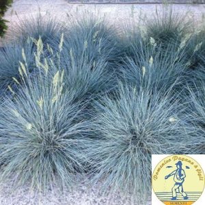 Festuca glauca Varna blue foliage