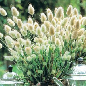 LAGURUS OVATUS NR.1000 SEMI
