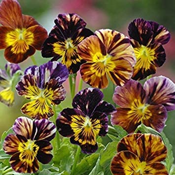VIOLA CORNUTA PENNELLATA D'AUTORE NR.100 SEMI