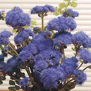 AGERATUM HYB. F.1  BLU ORIZZONTE 1000 SEMI