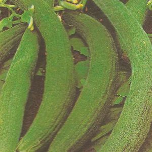 CETRIOLO TORTORELLO BARESE 1 Pacchetto