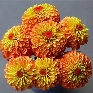 ZINNIA QUEEN ORANGE NR.1000 SEMI