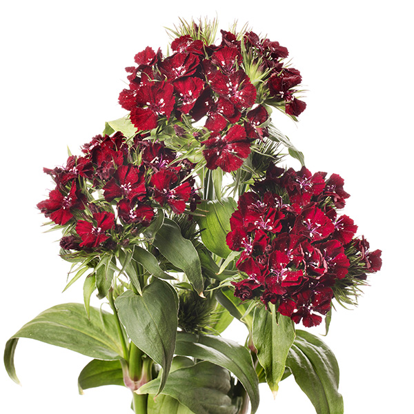 GAROFANO BARBIENNE BURGUNDY NR.1000 SEMI (DIANTHUS)