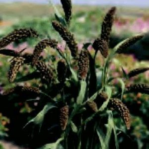 SETARIA ITALICA GR.5