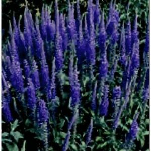 VERONICA LONGIFOLIA BLU GR.1