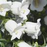 CAMPANULA F.1 CHAMPION BIANCO 1000 SEMI