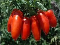 POMODORO SAN MARZANO LUNGO GR.10