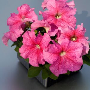 PETUNIA LIMBO ROSA VENATO NR.1000 SEMI PILL.