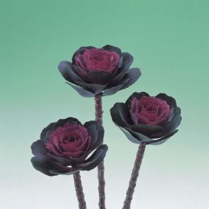 CAVOLO ORNAMENTALE F.1 ROSE CRANE NR.1000 SEMI