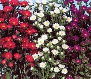 ASTER SERENADE MISCUGLIO NR.5000