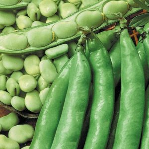 FAVA AGUADULCE A BACCELLO LUNGHISSIMO KG.1