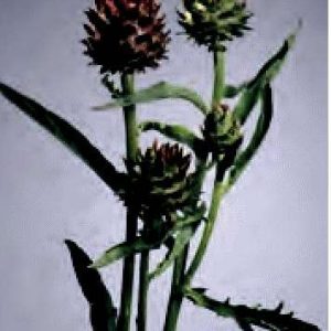 CYNARA CARDUNCULUS - SENZA SPINE - 25 SEMI