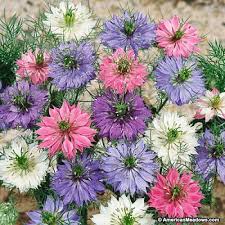 NIGELLA DAMASCENA MISCUGLIO GR.5