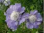 SCABIOSA CAUCASICA BLU NR.30 SEMI