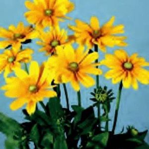 RUDBECKIA HIRTA GIALLO CON OCCHIO VERDE NR.1000 SEMI