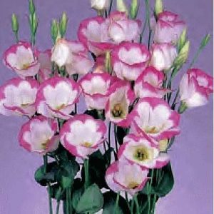 LISIANTHUS F.1 SEMPLICE -  COLORI NR.1000 SEMI