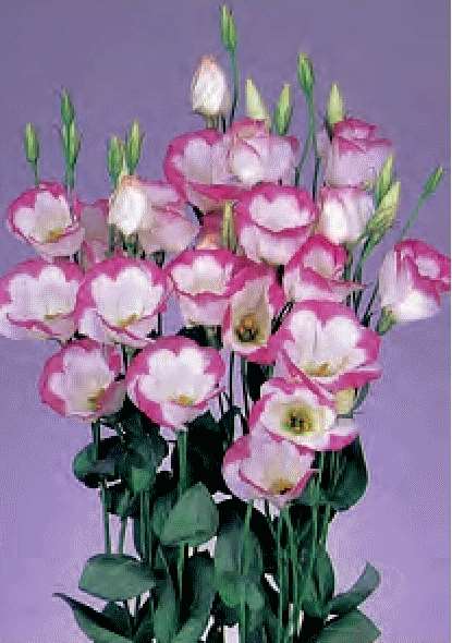 LISIANTHUS F.1 SEMPLICE - COLORI NR.1000 SEMI