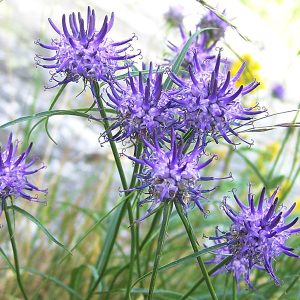 RAPONZOLO DI SCHEUCHZER BLU NR.50 SEMI
