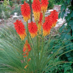 KNIPHOFIA UVARIA FLAMENCO MIX GR.1