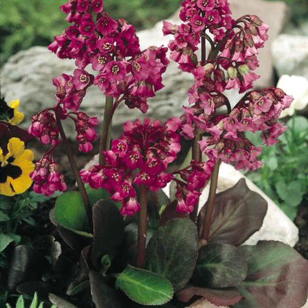 BERGENIA RED BEAUTY NR.1 BUSTA