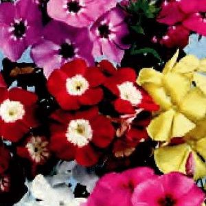 PHLOX DRUMMONDI ALTO MISCUGLIO GR.5